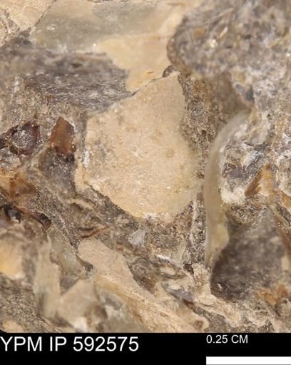 undet. Bivalvia