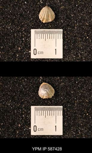 Camarotoechia whitei