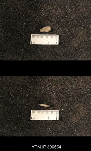 Phestia sp.