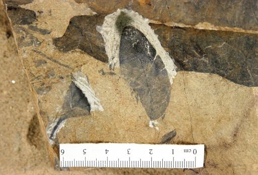 Sagenopteris nilsoniana