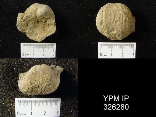 Productus semireticulatus