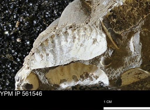 undet. Scaphitidae