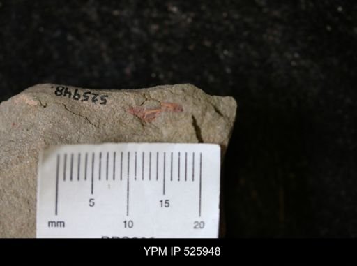 undet. Stylophora