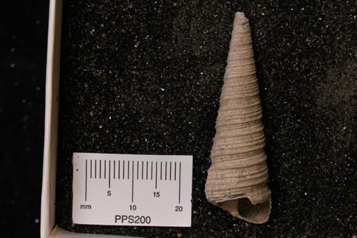 Turritella tippana