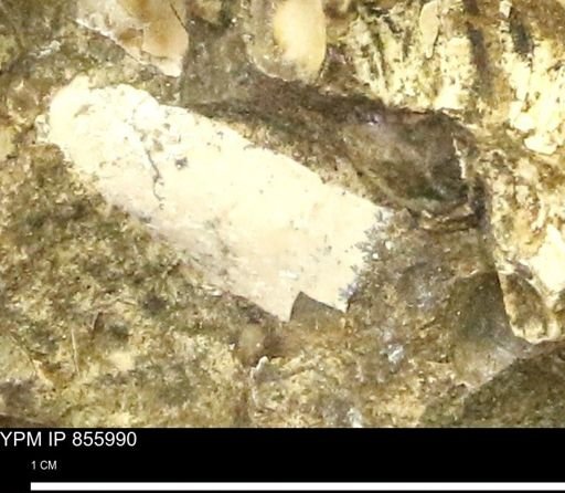 undet. Mollusca