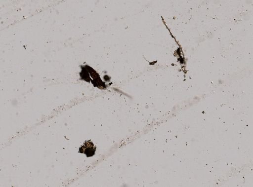 Eudorina