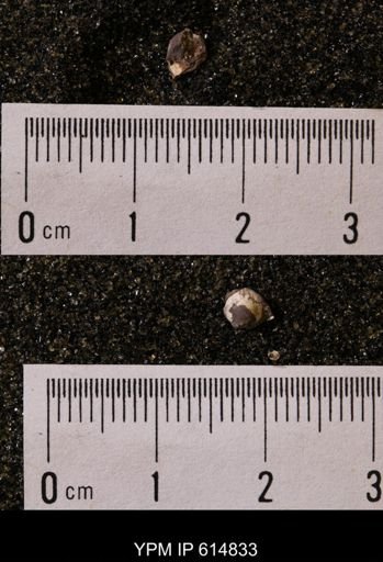Protocardia subquadrata