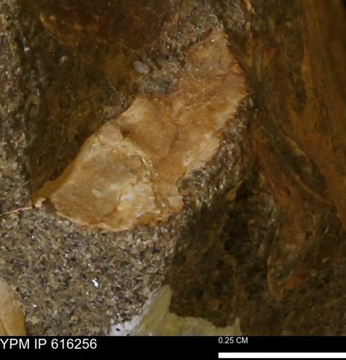 Protocardia subquadrata