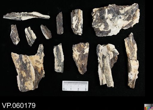 undet. Actinopterygii