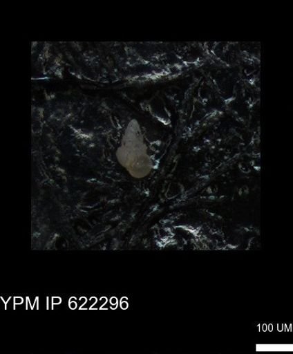 undet. Heterohelicidae
