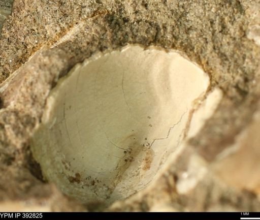 undet. Bivalvia