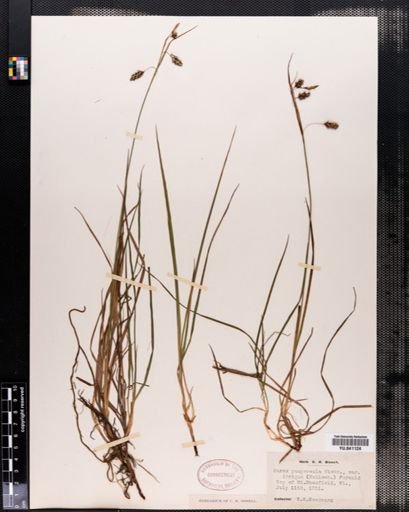 Carex paupercula
