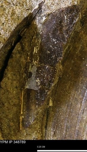 undet. Bivalvia