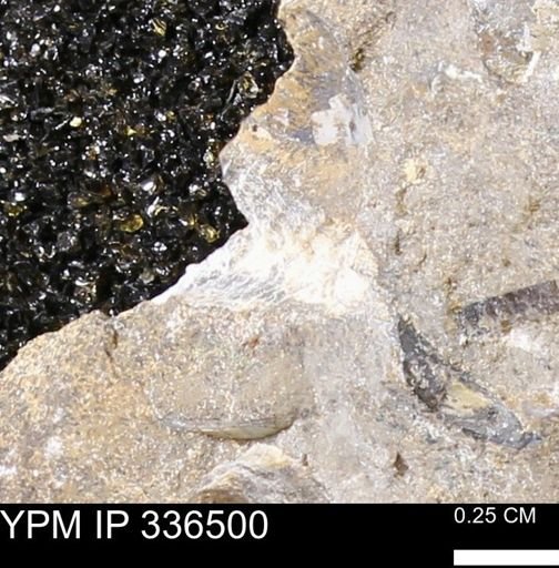 undet. Mollusca
