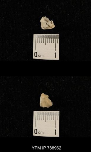 undet. Brachiopoda
