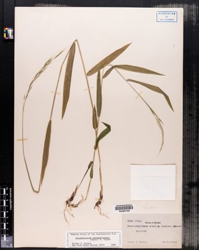Brachyelytrum septentrionale