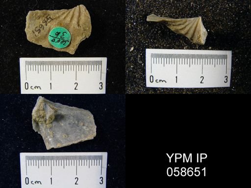 Eospirifer macropleura