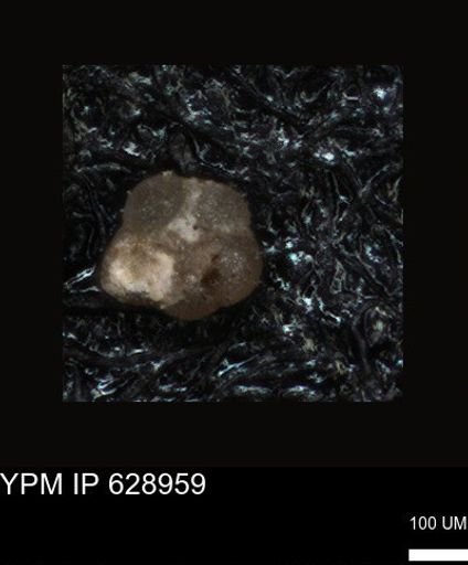 undet. Foraminiferida