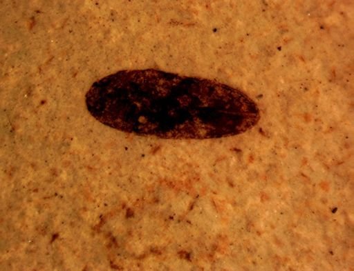 Auchenorrhyncha?