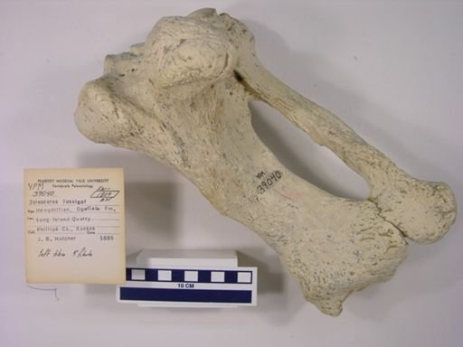 Teleoceras fossiger
