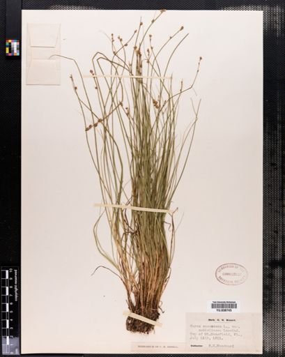 Plantae
