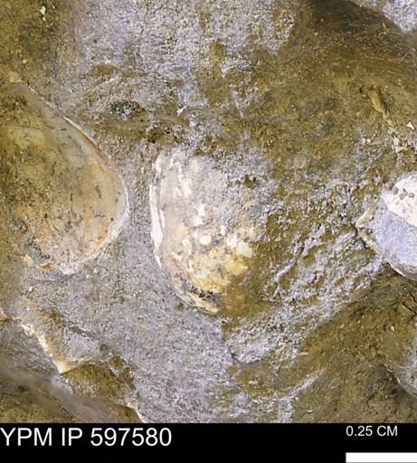 Protocardia?