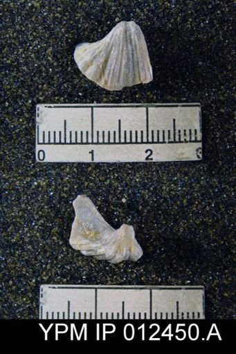 Neospirifer pseudocameratus