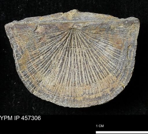 Stropheodonta erratica fissicosta