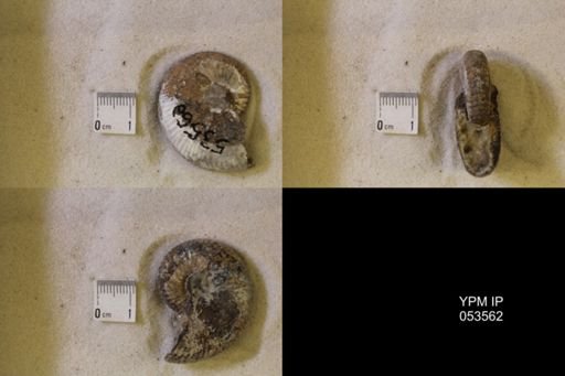 undet. Scaphitidae