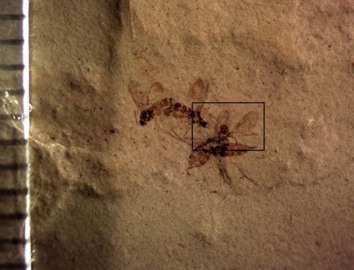 undet. Diptera
