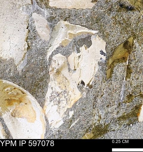 undet. Bivalvia
