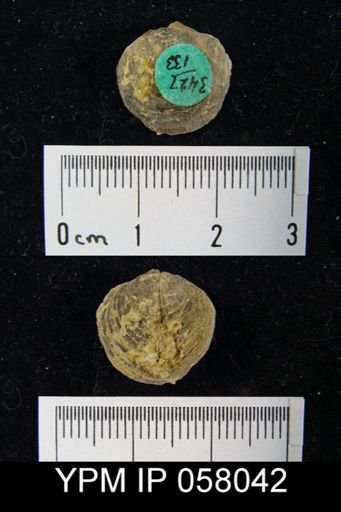 Atrypa reticularis