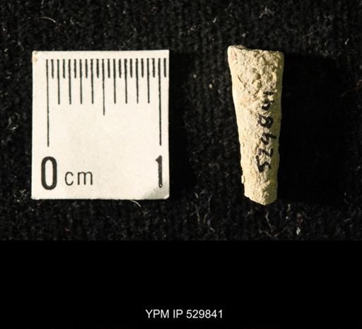 Pseudorthoceras knoxense