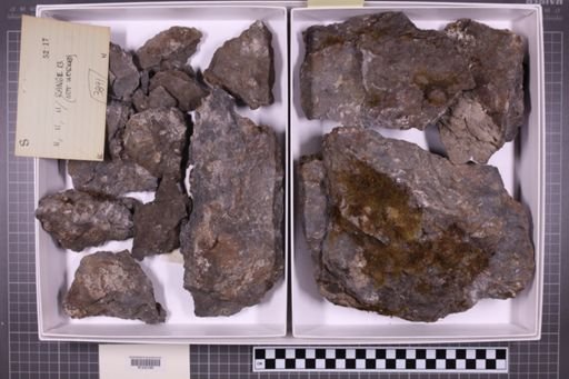 mixed taxa, stratigraphic collection
