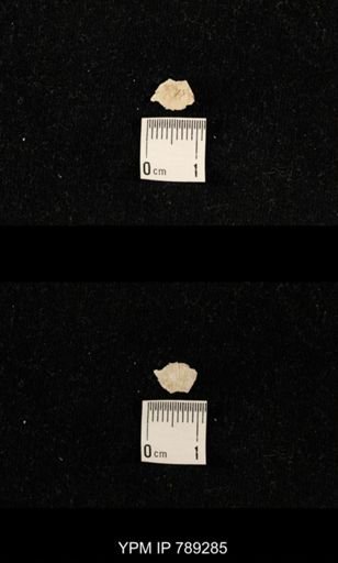 undet. Brachiopoda