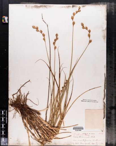 Carex silicea