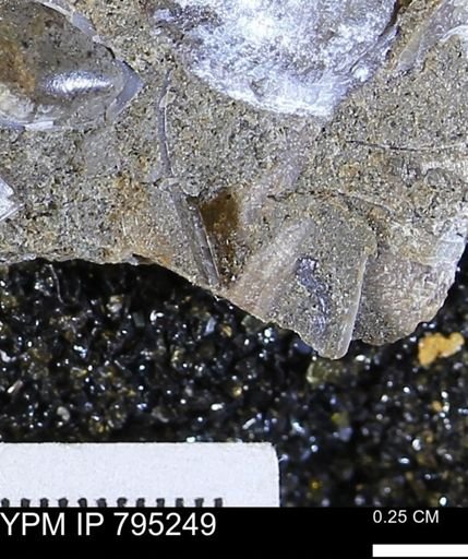 undet. Bivalvia