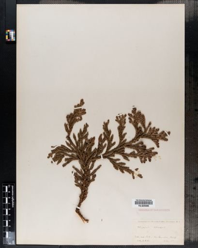 Plantae