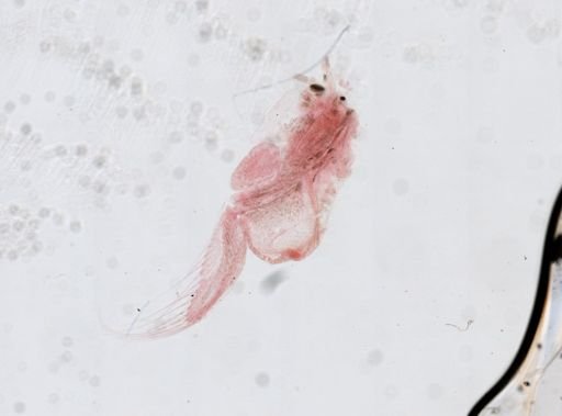 Artemia