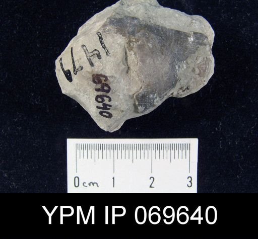 Megamyonia vaurealensis