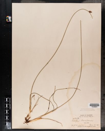 Scirpus americanus