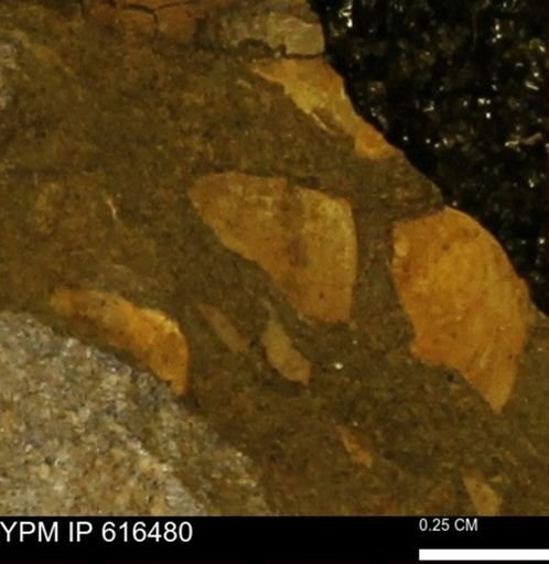 Protocardia subquadrata