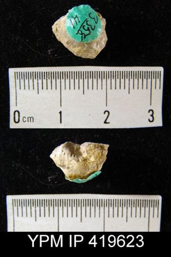 Productella hallana