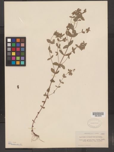 Hypericum boreale