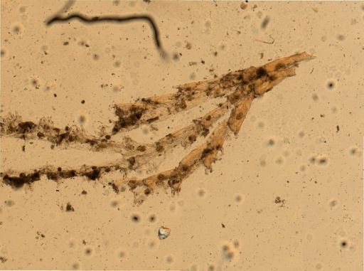 Caulibugula californica