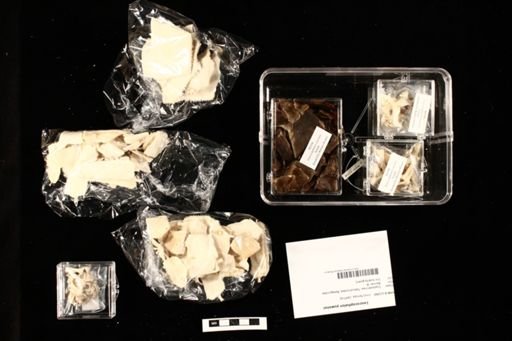 Leucocephalon yuwonoi