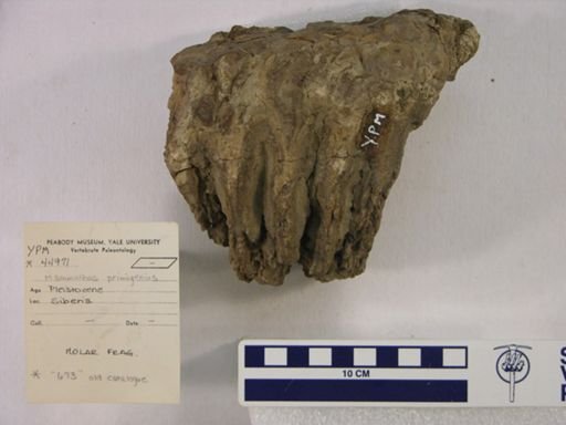 Mammuthus sp.