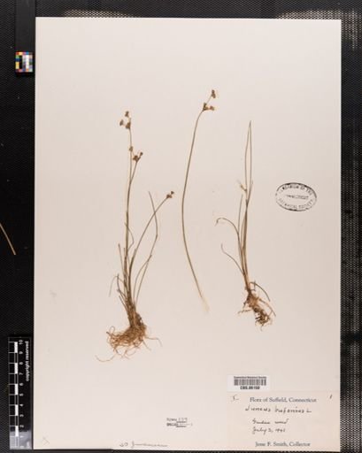 Plantae