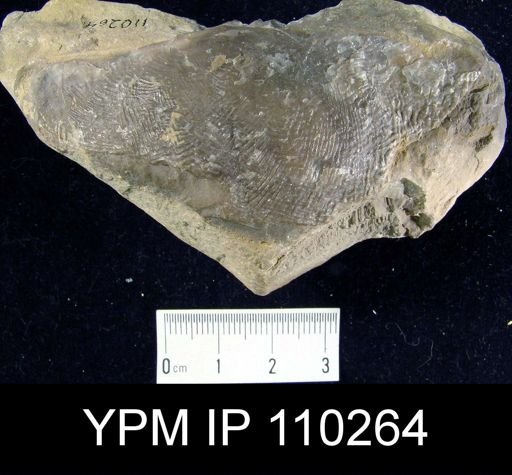 Stricklandinia salteri