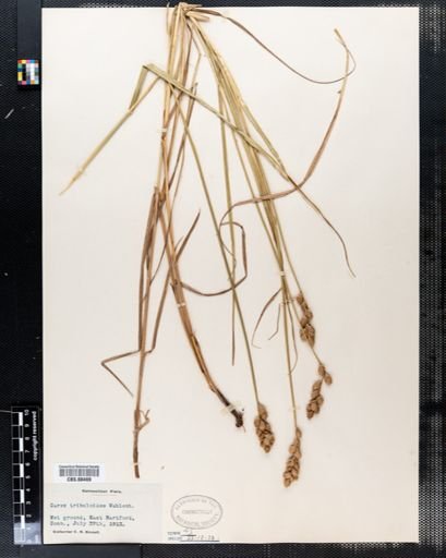 Carex tribuloides